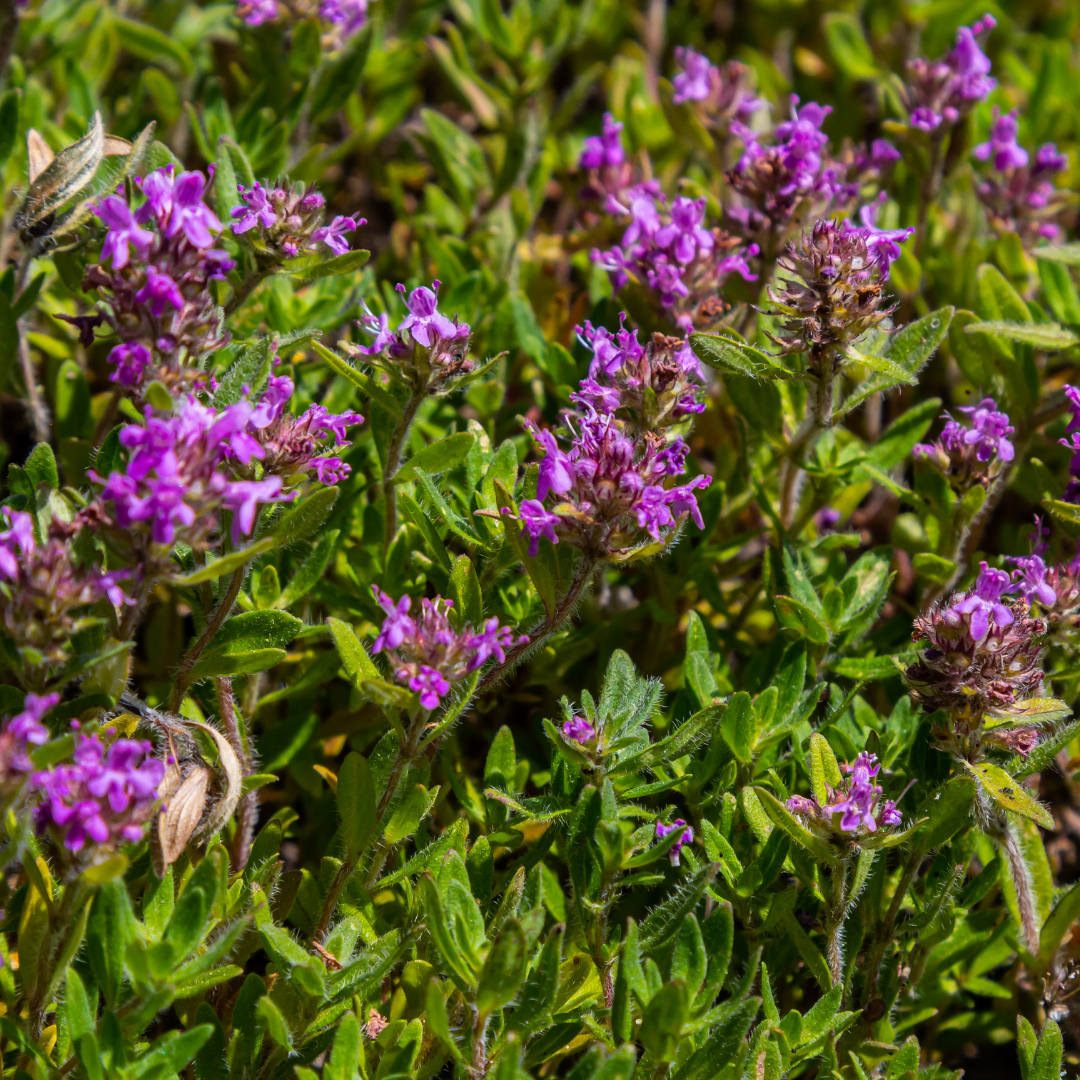 Thymus serpyllum (Sand-Thymian)