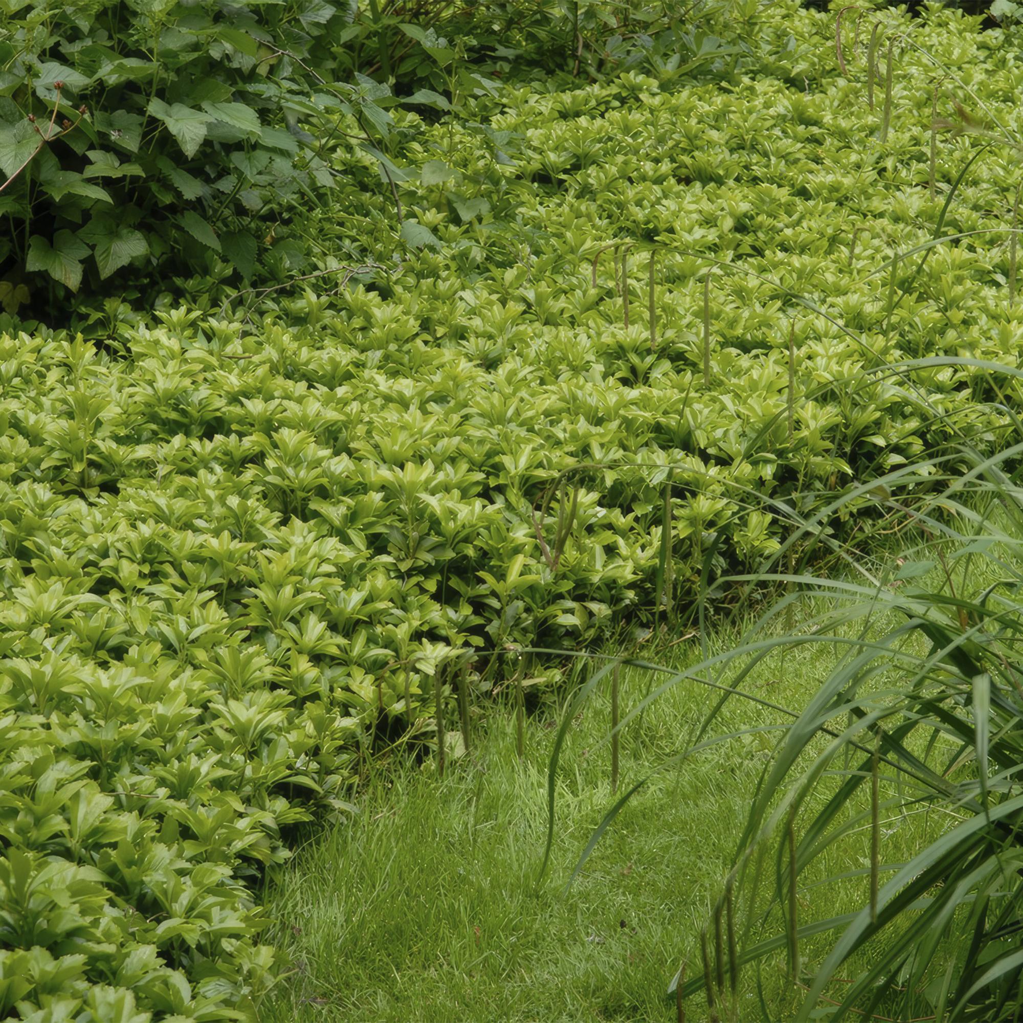 Dickmännchen ‘Green Carpet’ (Pachysandra terminalis)
