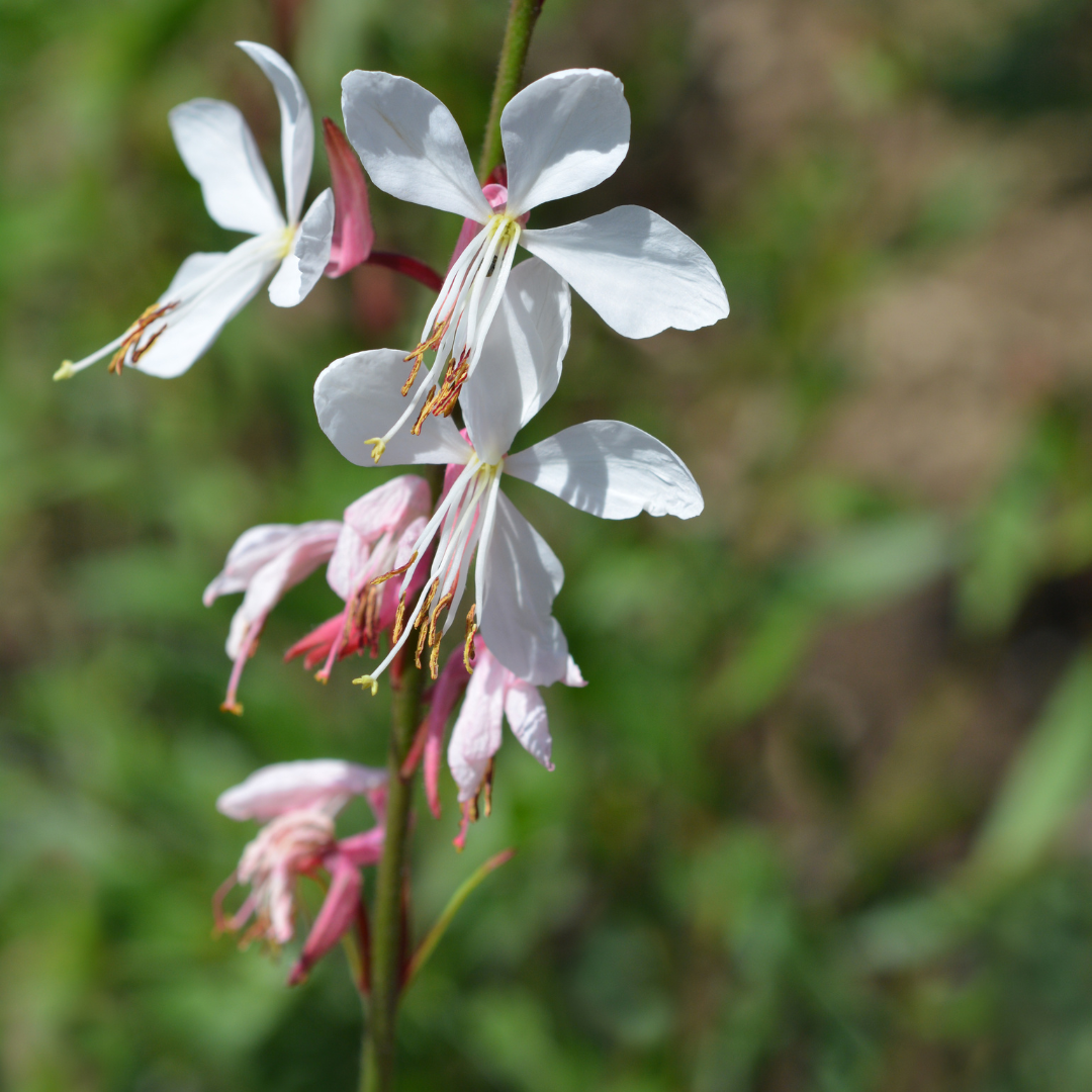 Gaura lindheimeri (Prachtkerze)