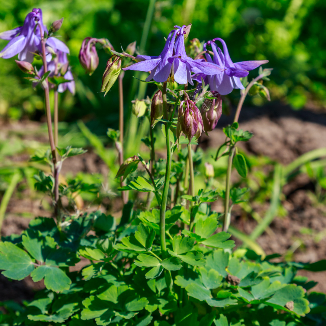 Aquilegia vulgaris (Akelei)
