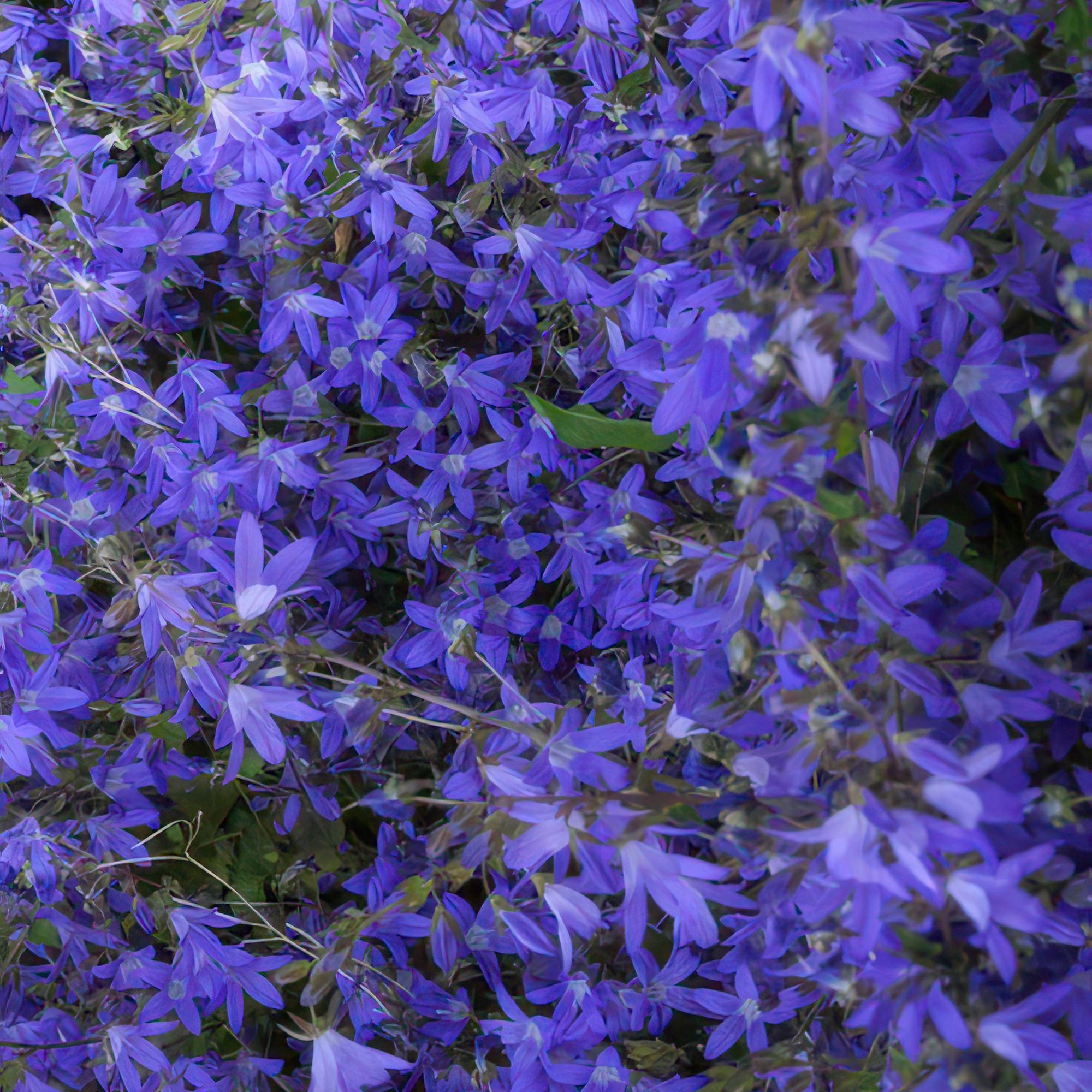 Hängepolster-Glockenblume ‘Stella’ (Campanula poscharskyana)