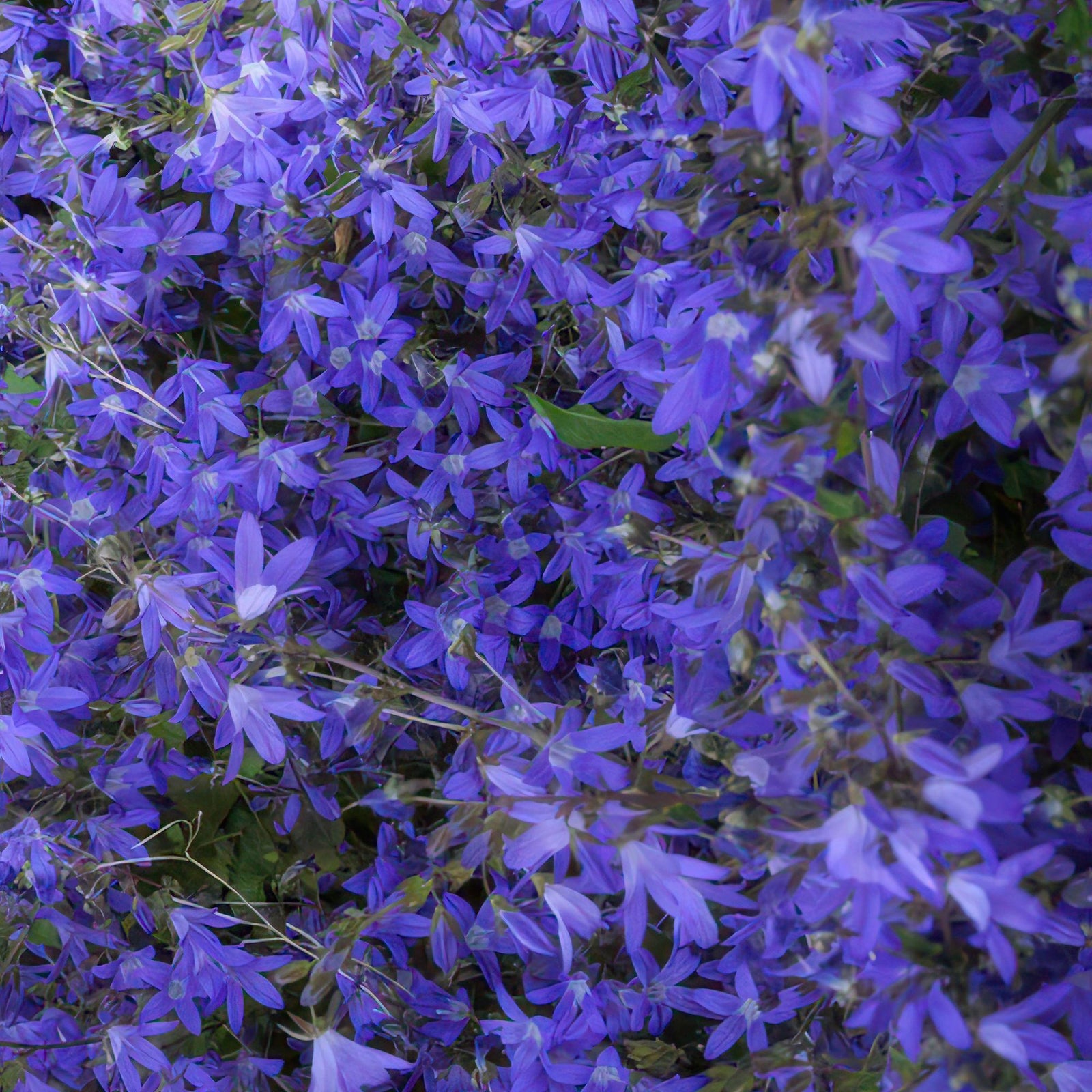 Hängepolster-Glockenblume ‘Stella’ (Campanula poscharskyana)
