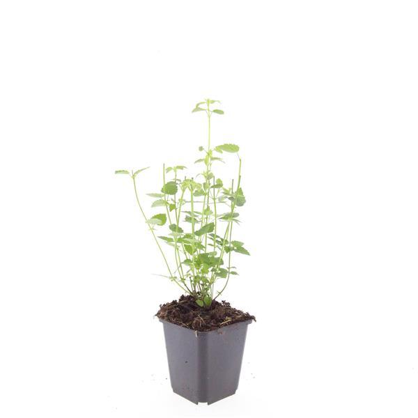 Duftnessel ‘Black Adder’ (Agastache)