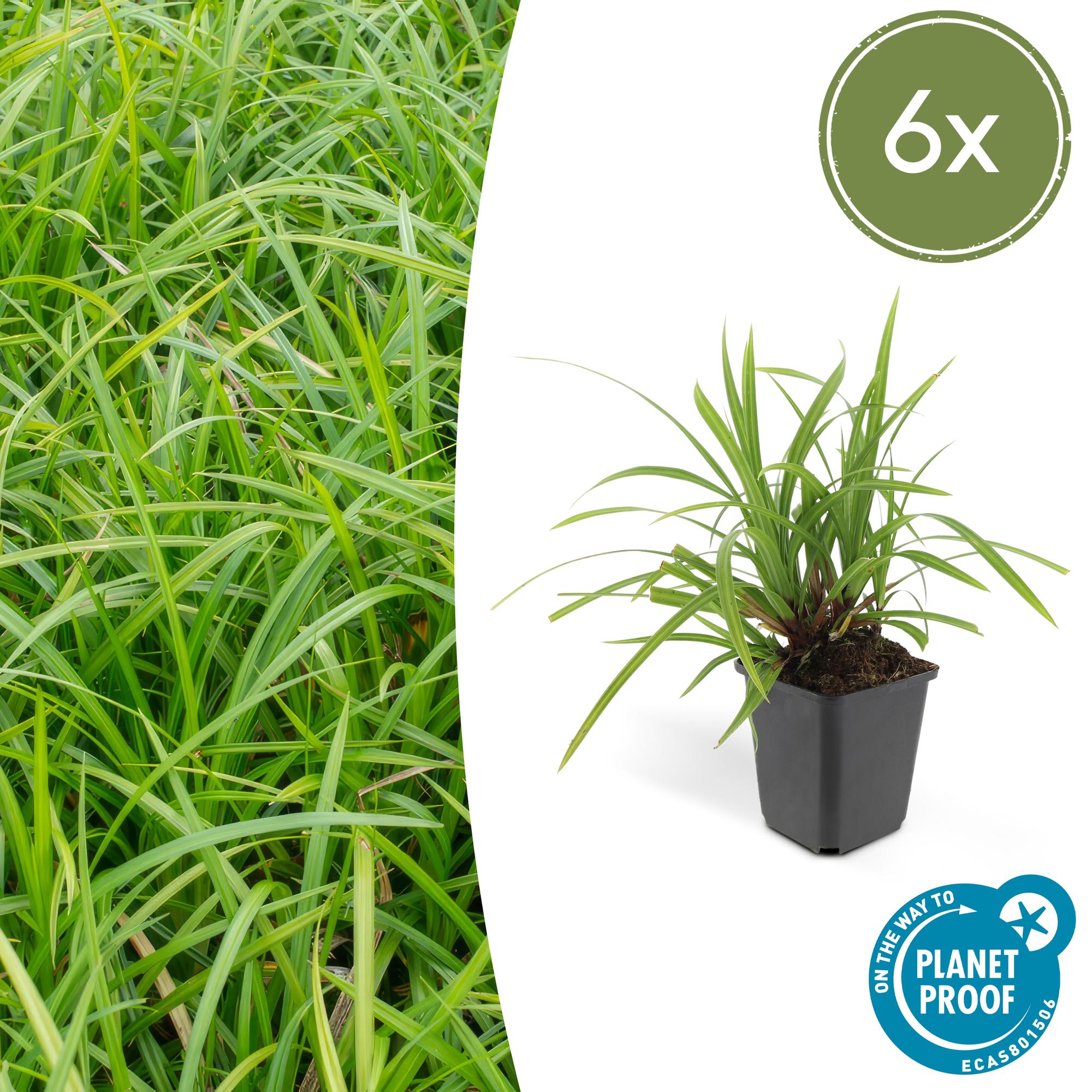 Carex morrowii ‘Irish Green’ (Japan-Segge)