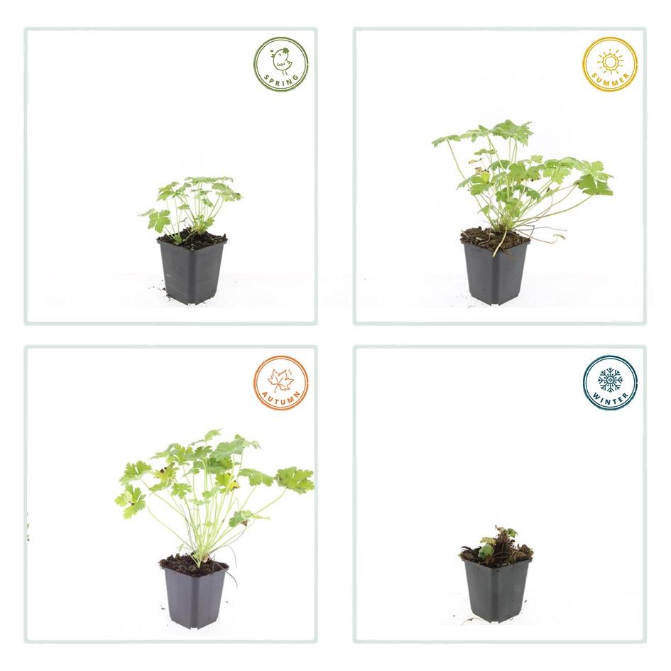 Duft-Storchschnabel ‘Czakor’ (Geranium macrorrhizum)