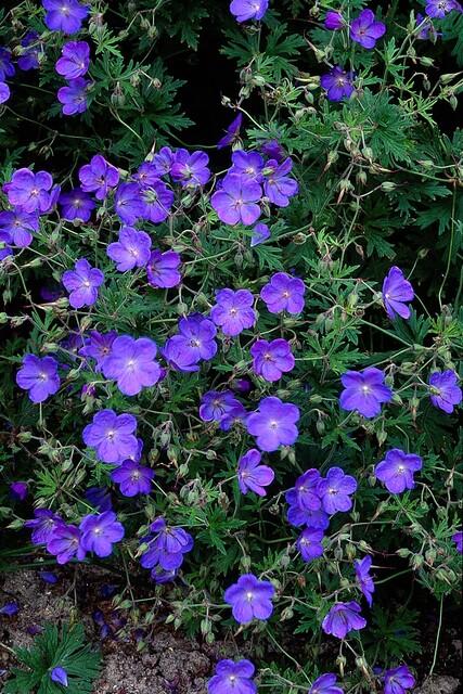 Storchschnabel ‘Johnson’s Blue’ (Geranium)