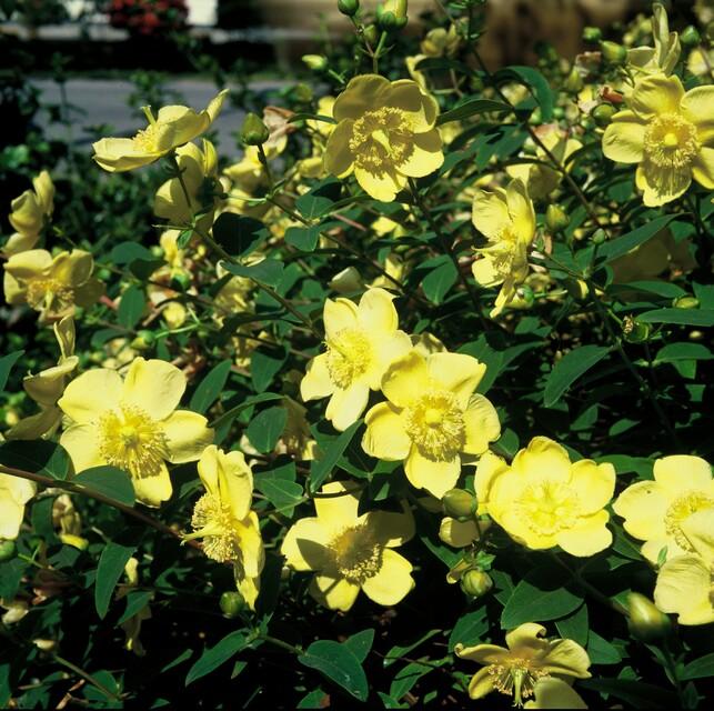 Johanniskraut ‘Hidcote’ (Hypericum)