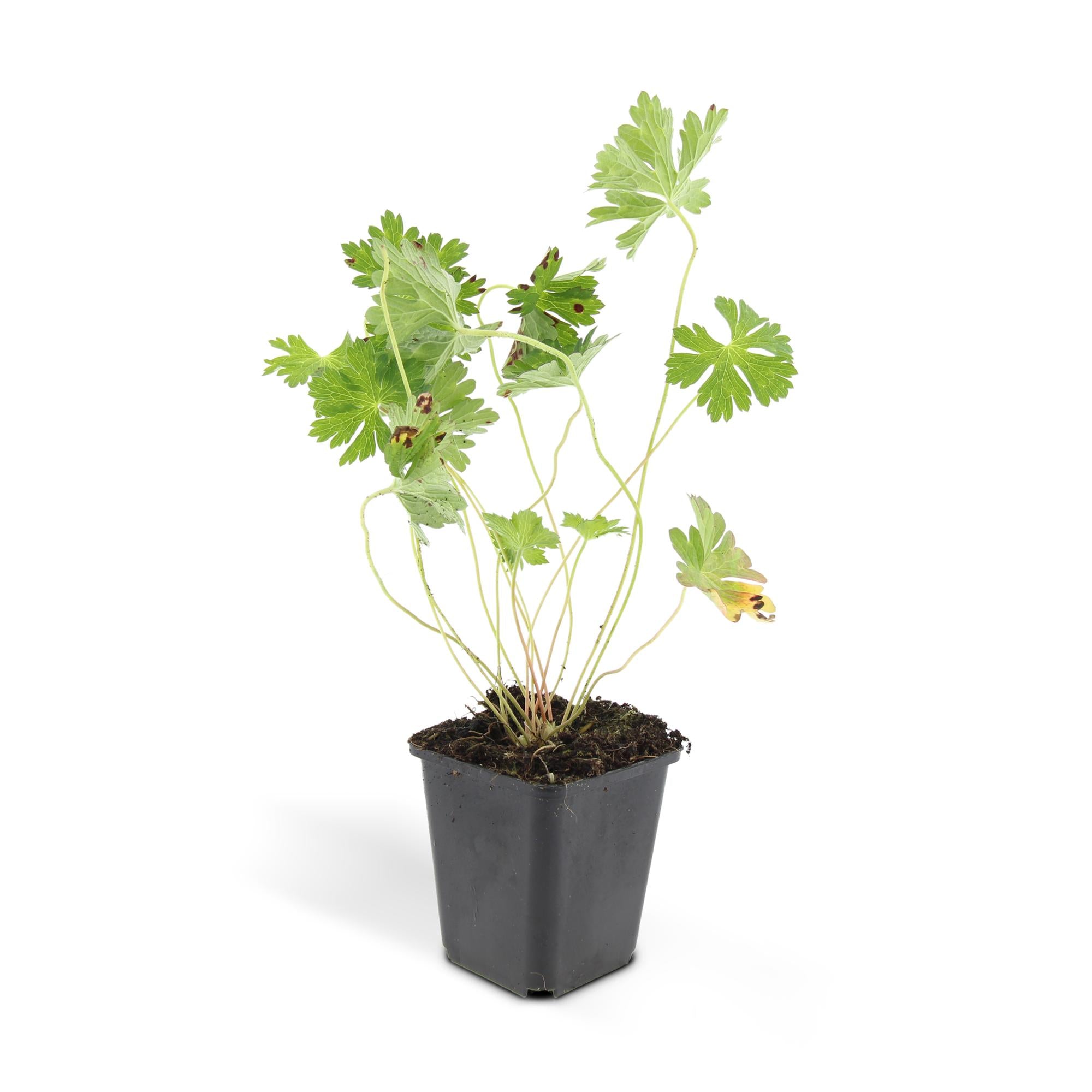Storchschnabel ‘Rozanne’ (Geranium)
