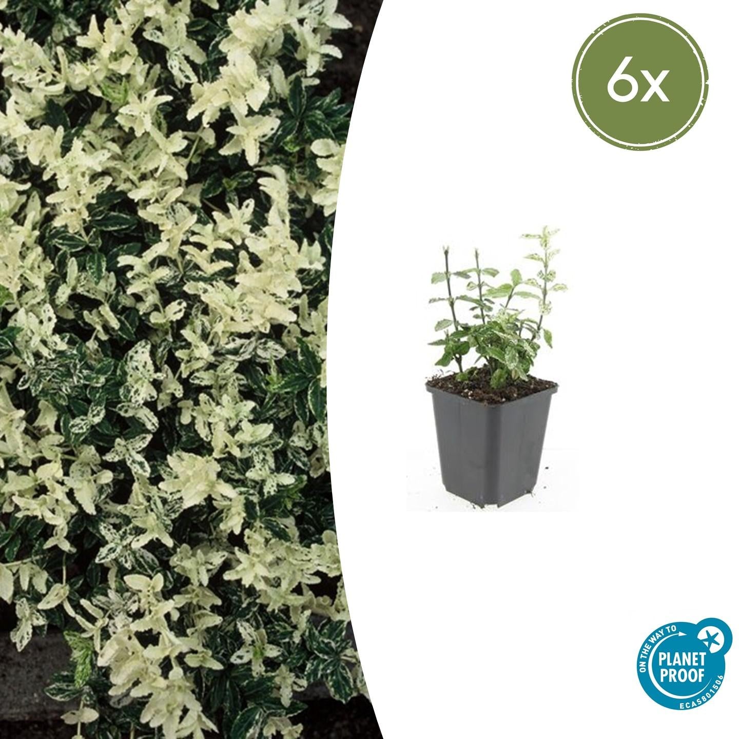 Kriechspindel ‘Harlequin’ (Euonymus fortunei)