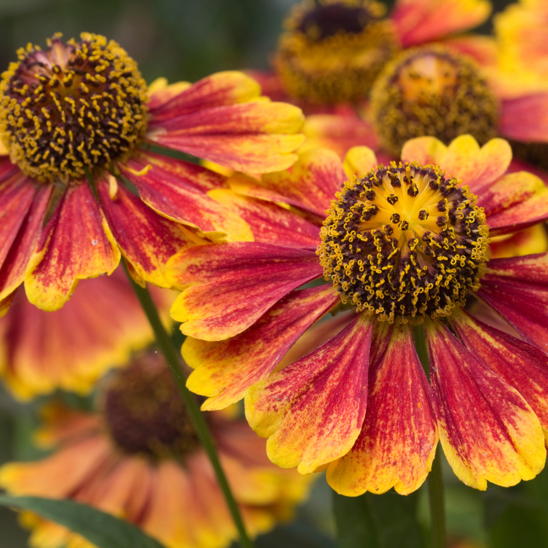 Helenium ‘Moerheim Beauty’ (Sonnenbraut)