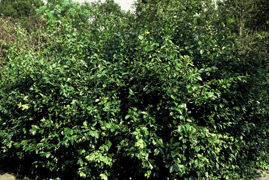 Kriechspindel ‘Coloratus’ (Euonymus fortunei)