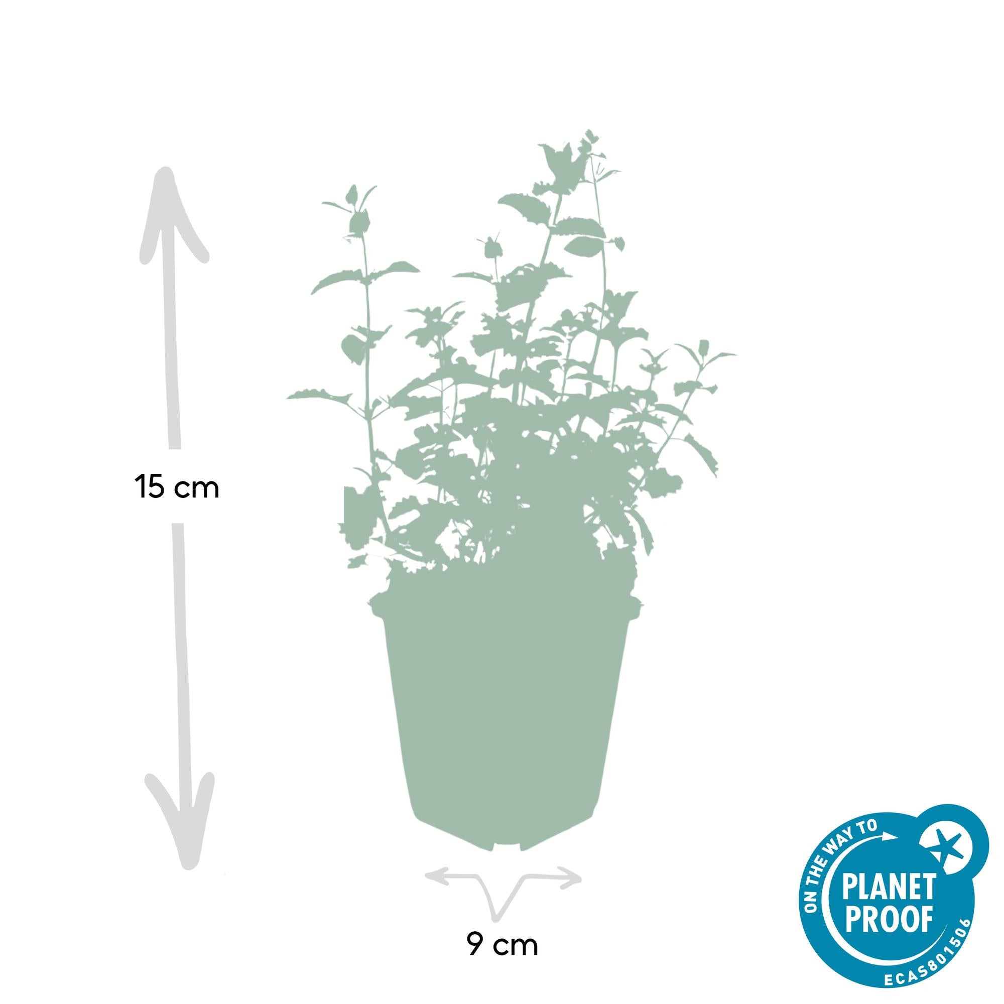 Katzenminze ‘Six Hills Giant’ (Nepeta)