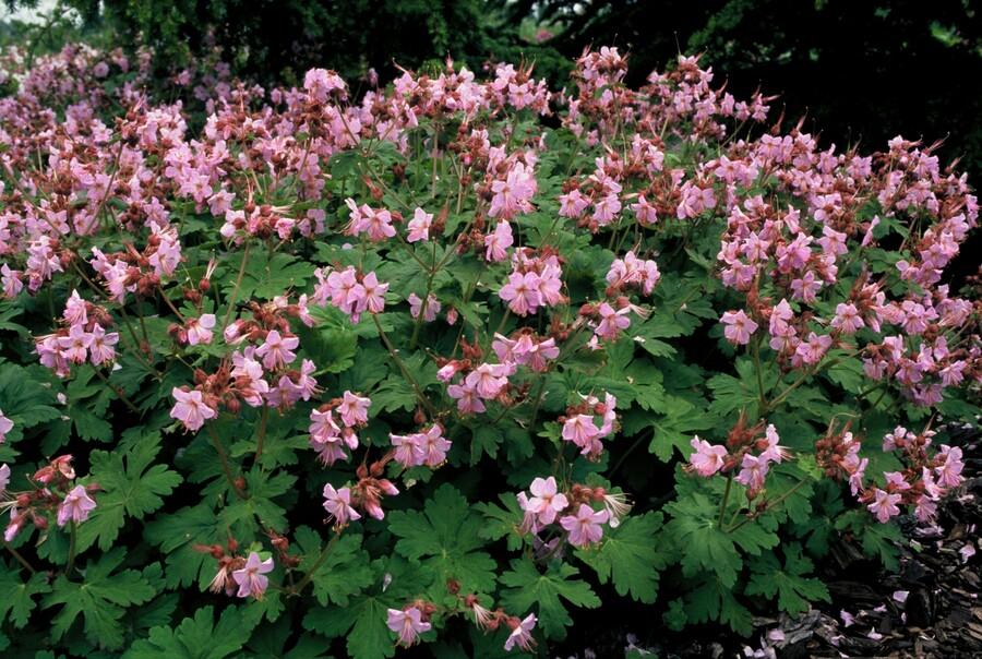 Duft-Storchschnabel ‘Ingwersen’s Varietät’ (Geranium macrorrhizum)