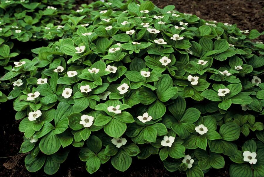 Teppich-Hartriegel (Cornus canadensis)