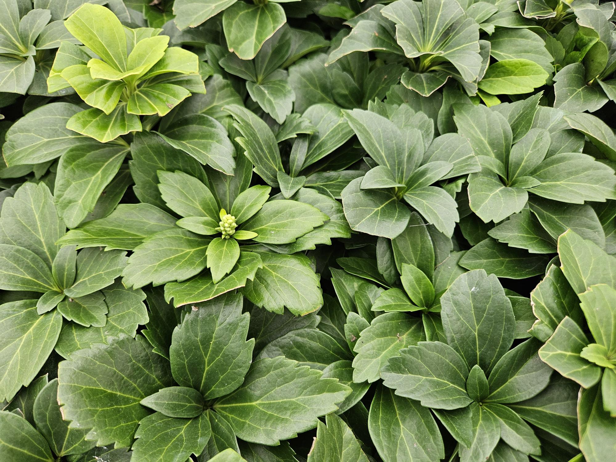 Dickmännchen (Pachysandra terminalis)