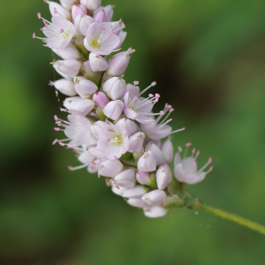 Wiesenknöterich ‘Superba’ (Persicaria bistorta)