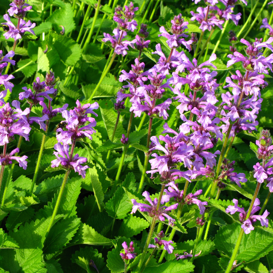 Stachys monieri ‘Hummelo’ (Ziest)