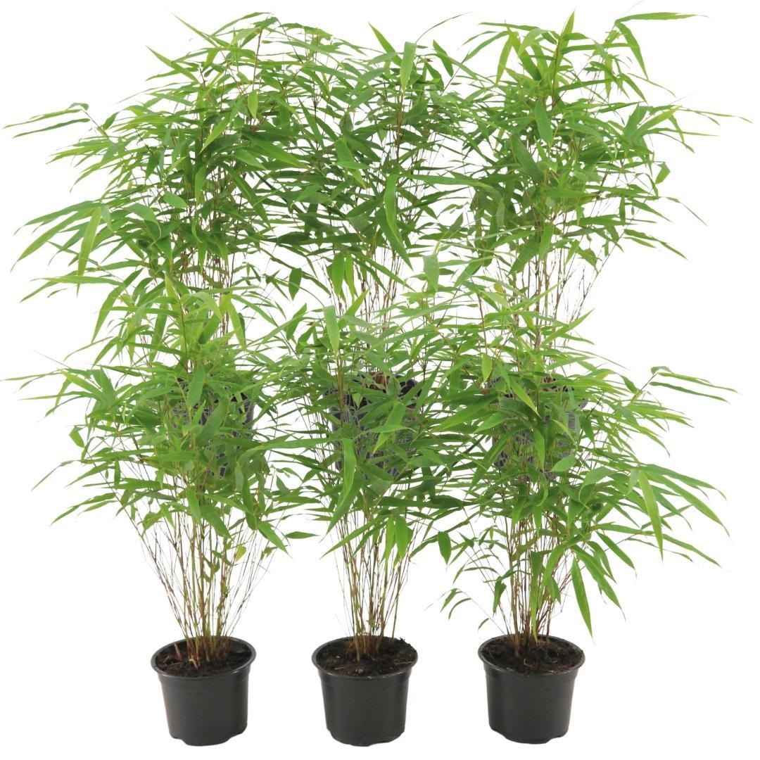 Fargesia Rufa - Ø12 - Ø13 cm - ↕25 cm