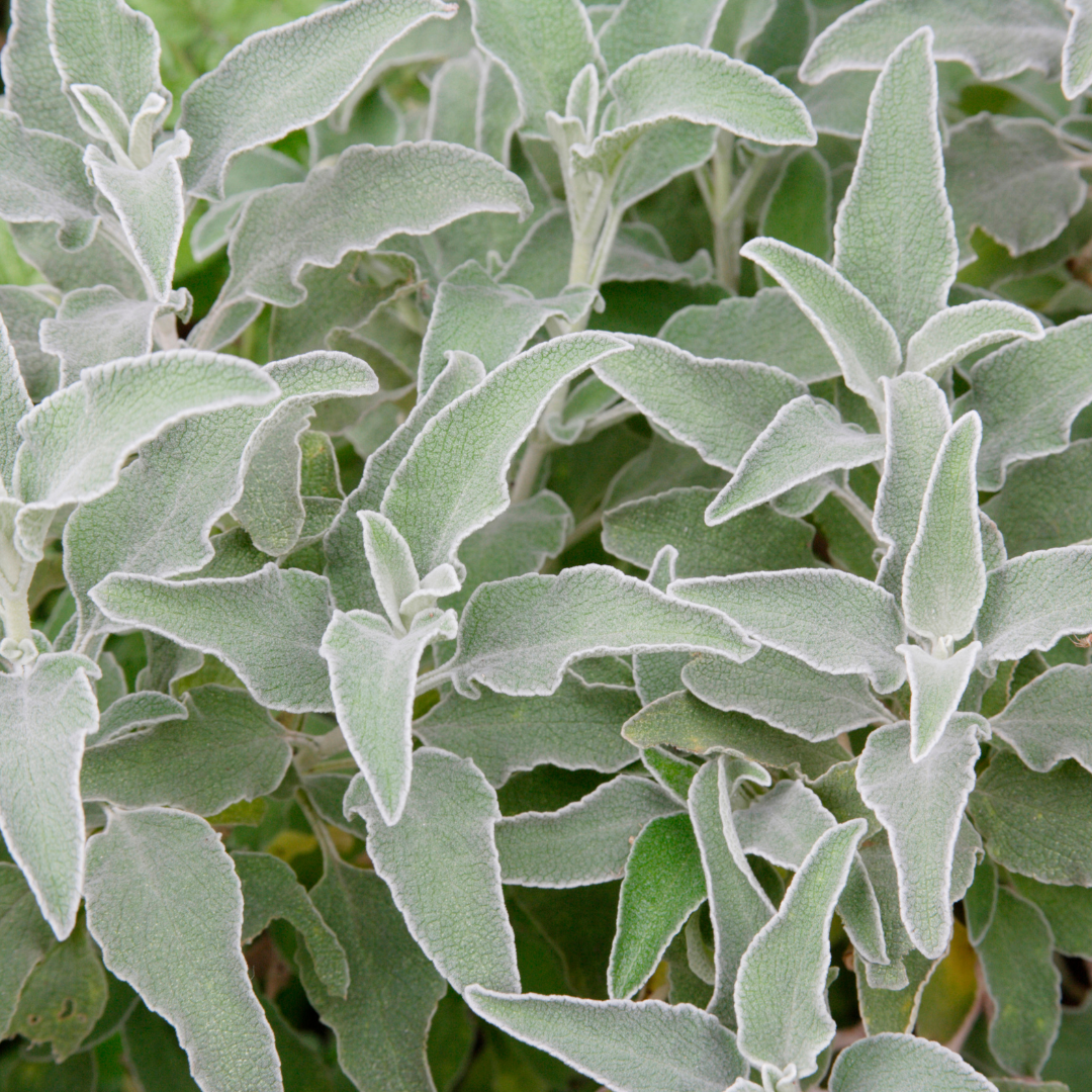 Stachys byzantina (Woll-Ziest / Eselsohr)
