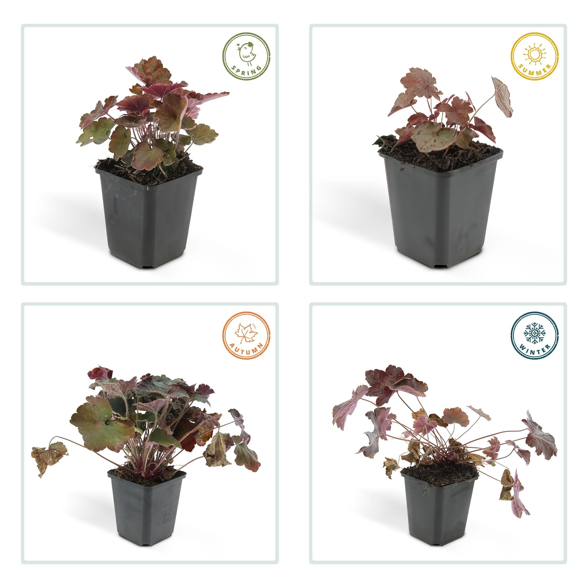 Purpurglöckchen ‘Palace Purple’ (Heuchera micrantha)