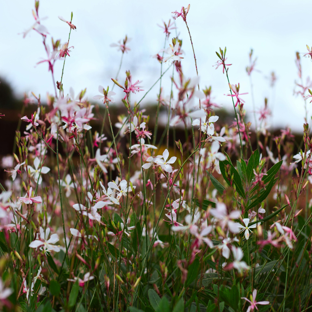 Gaura lindheimeri ‘Whirling Butterflies’ (Prachtkerze)