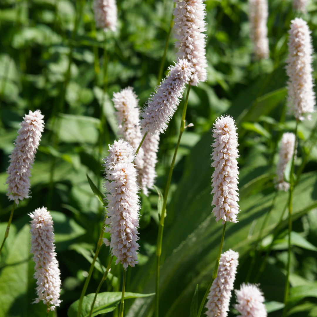 Wiesenknöterich ‘Superba’ (Persicaria bistorta)