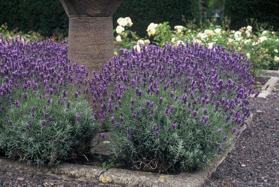 Zwerg-Lavendel ‘Dwarf Blue’ (Lavandula angustifolia)