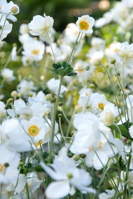 Herbst-Anemone ‘Honorine Jobert’ (Anemone hybrida)