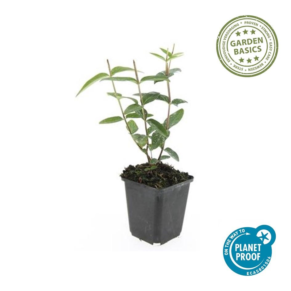Zier-Johanniskraut ‘Rheingold’ (Hypericum inodorum)