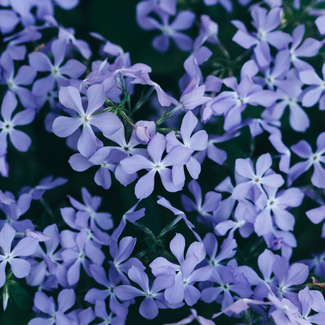Phlox subulata ‘Emerald Cushion Blue’ (Polster-Phlox)