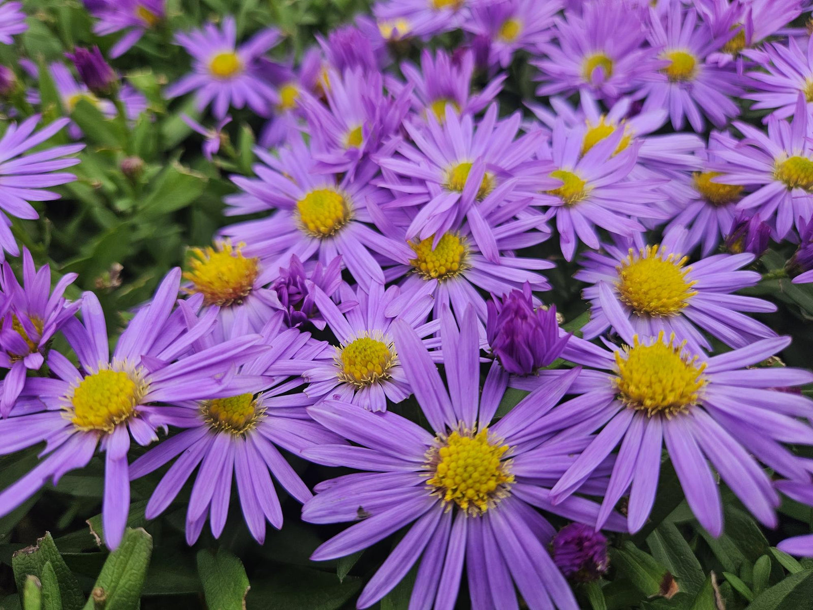 Herbst-Aster ‘Prof. Anton Kippenberg’ (Aster dumosus)