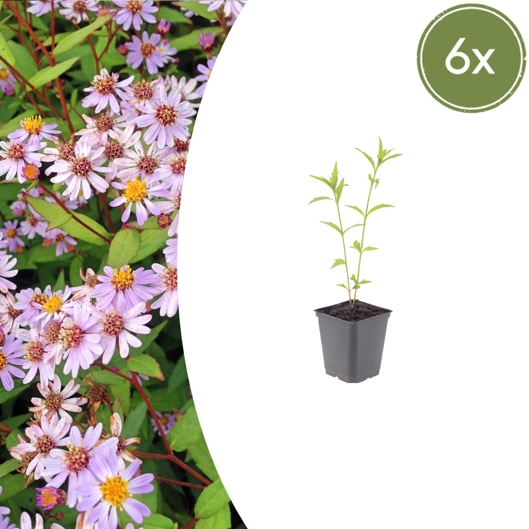 Kalimeris incisa ‘Blue Star’ (Schönaster)