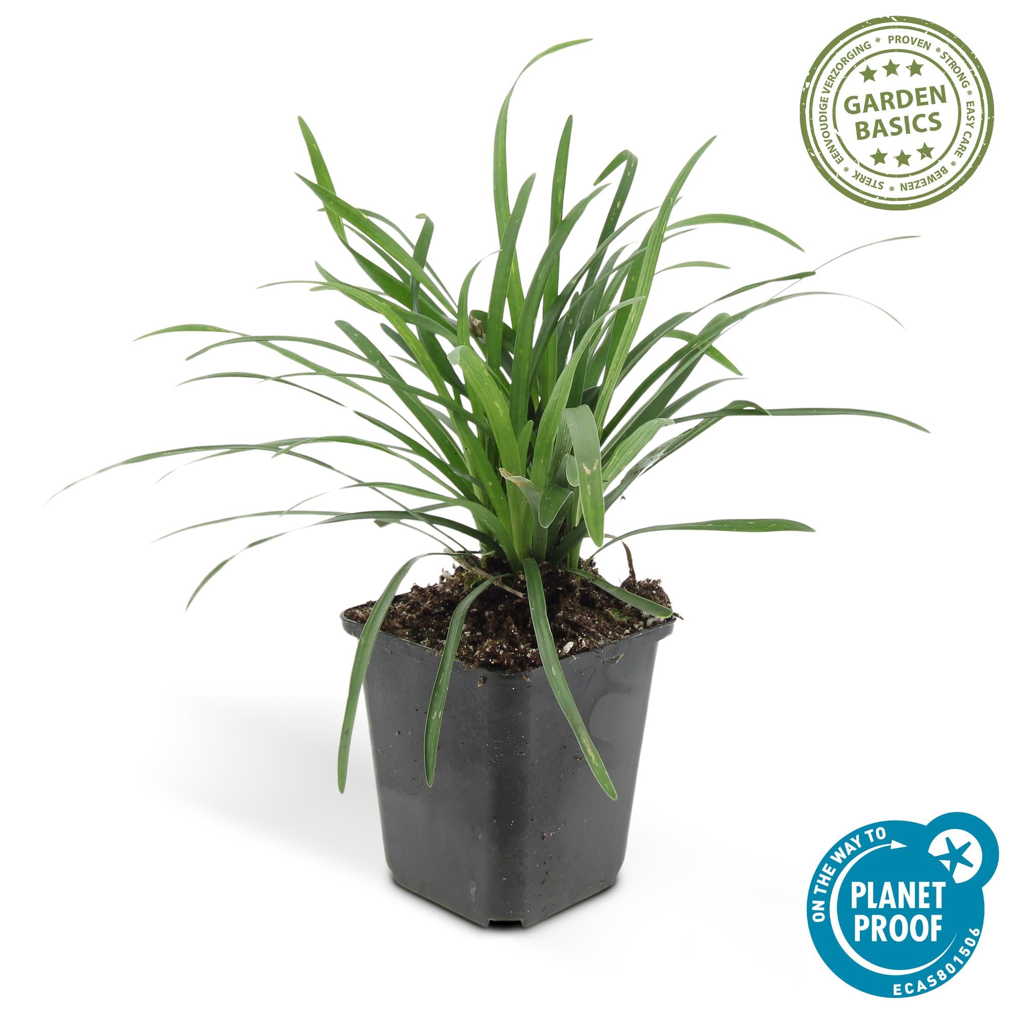 Liliengras ‘Big Blue’ (Liriope muscari)