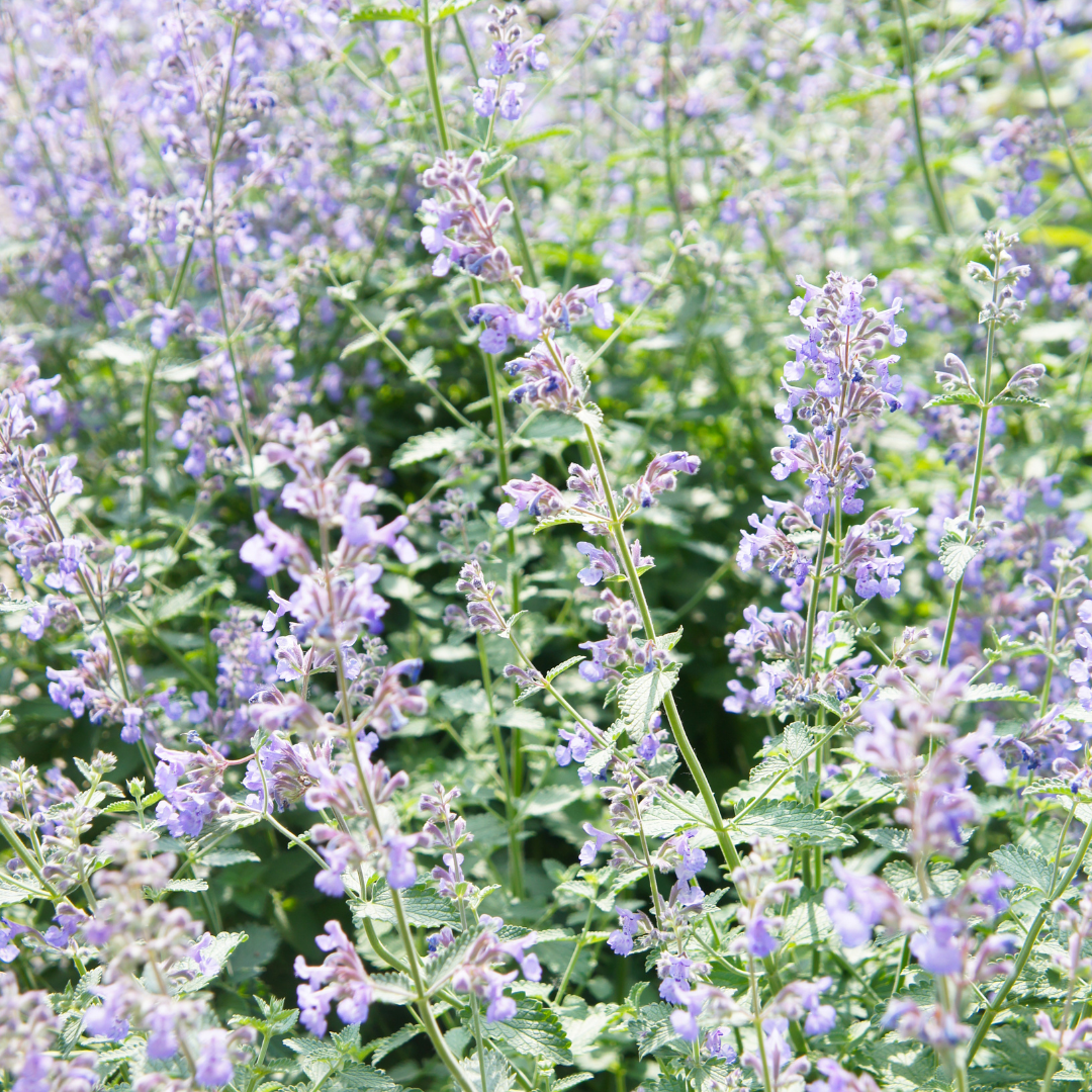 Nepeta × faassenii (Katzenminze)