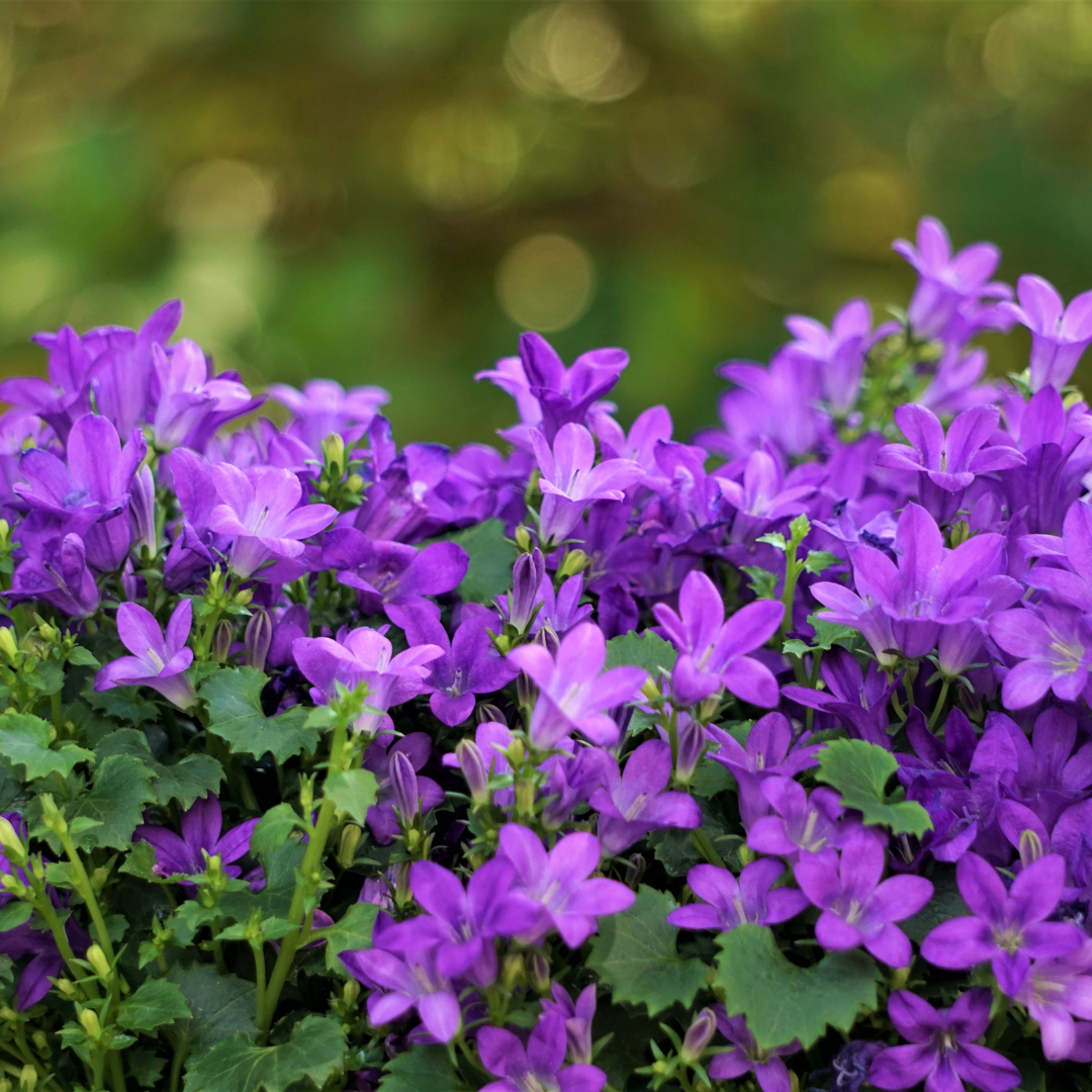 Campanula portenschlagiana (Dalmatiner-Glockenblume)