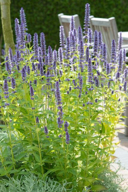 Duftnessel ‘Black Adder’ (Agastache)