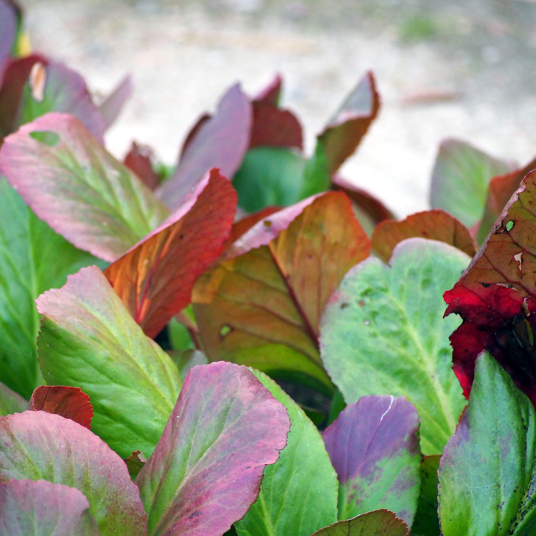 Bergenia cordifolia (Herzblatt-Bergenie)