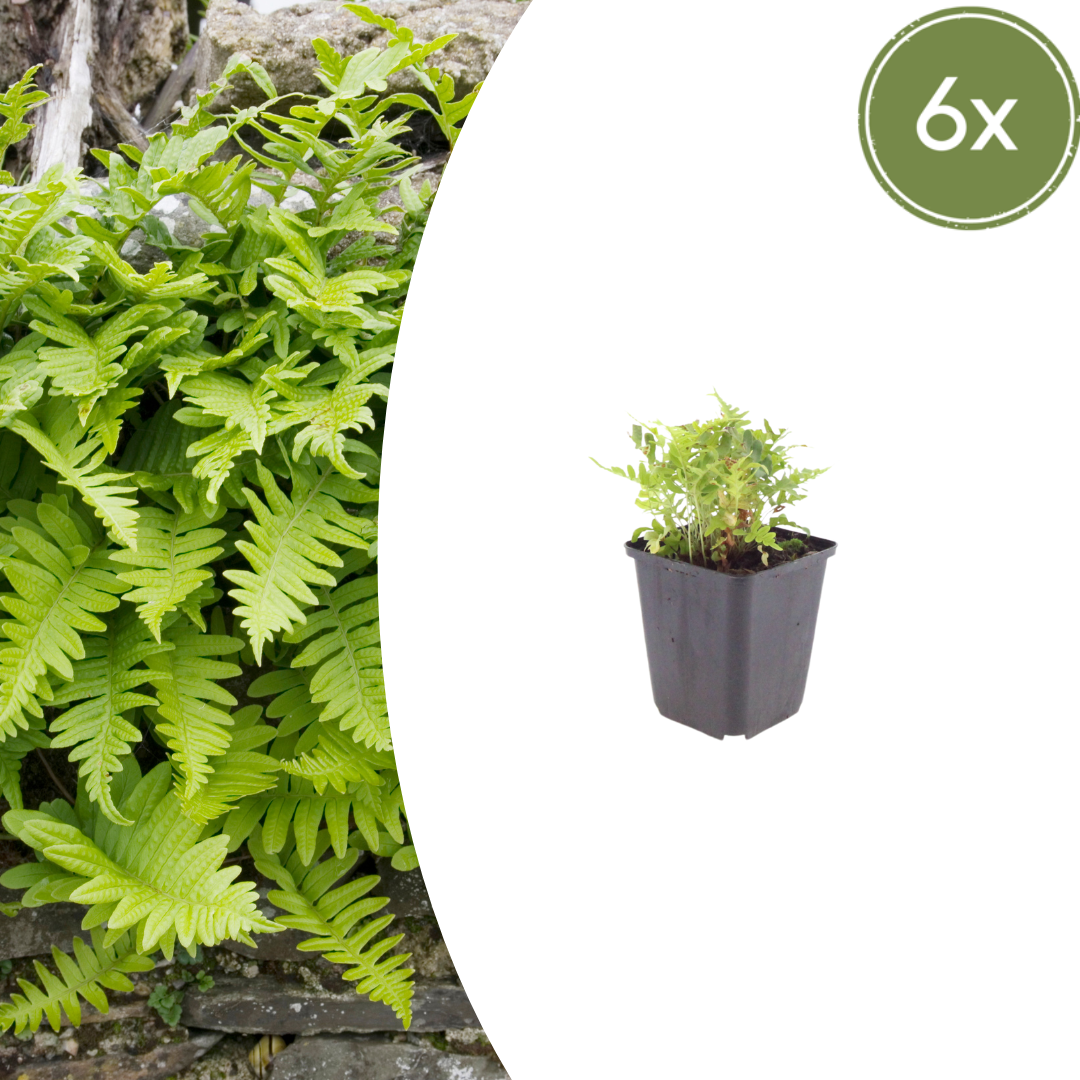 Polypodium vulgare (Tüpfelfarn)