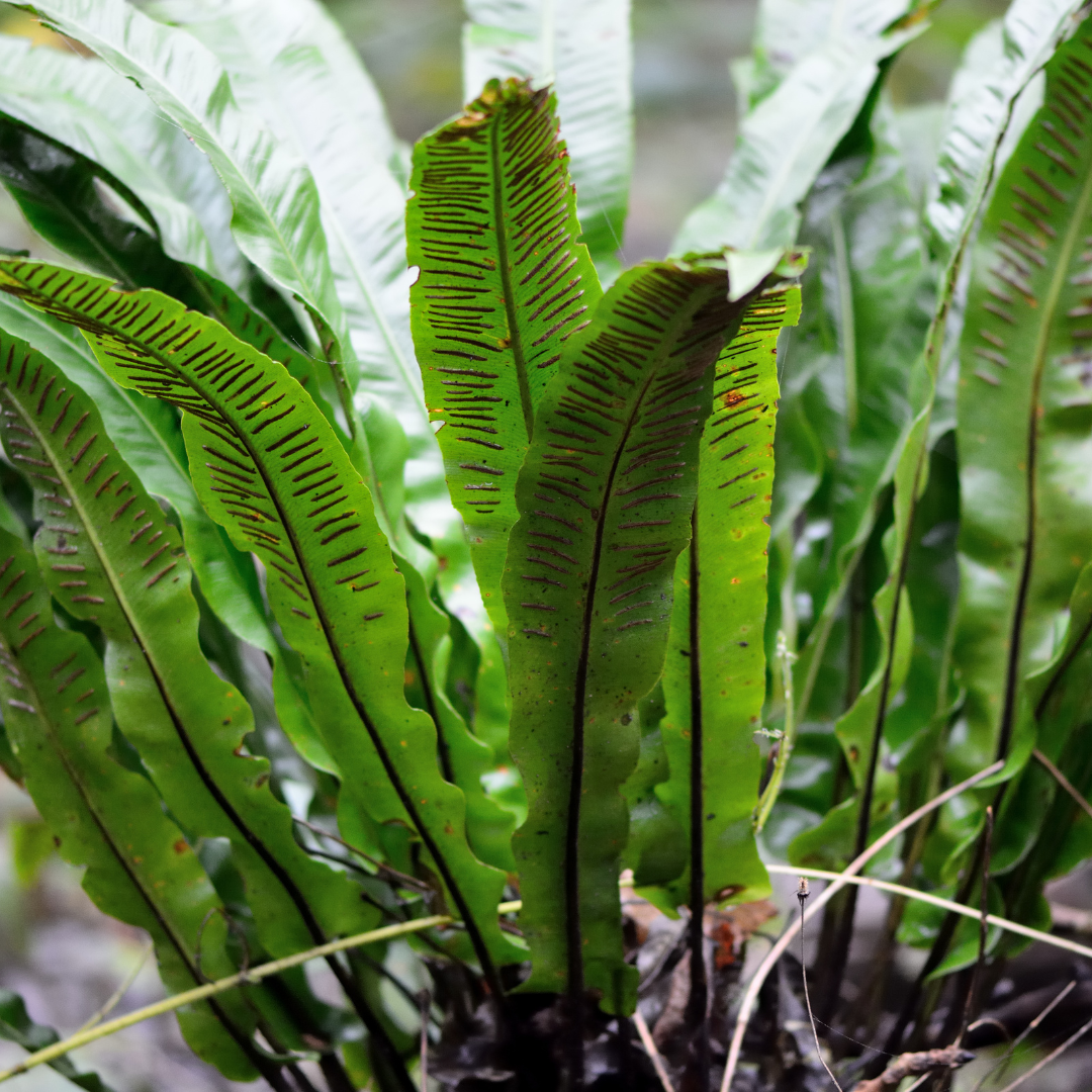 Asplenium scolopendrium (Hirschzungenfarn)