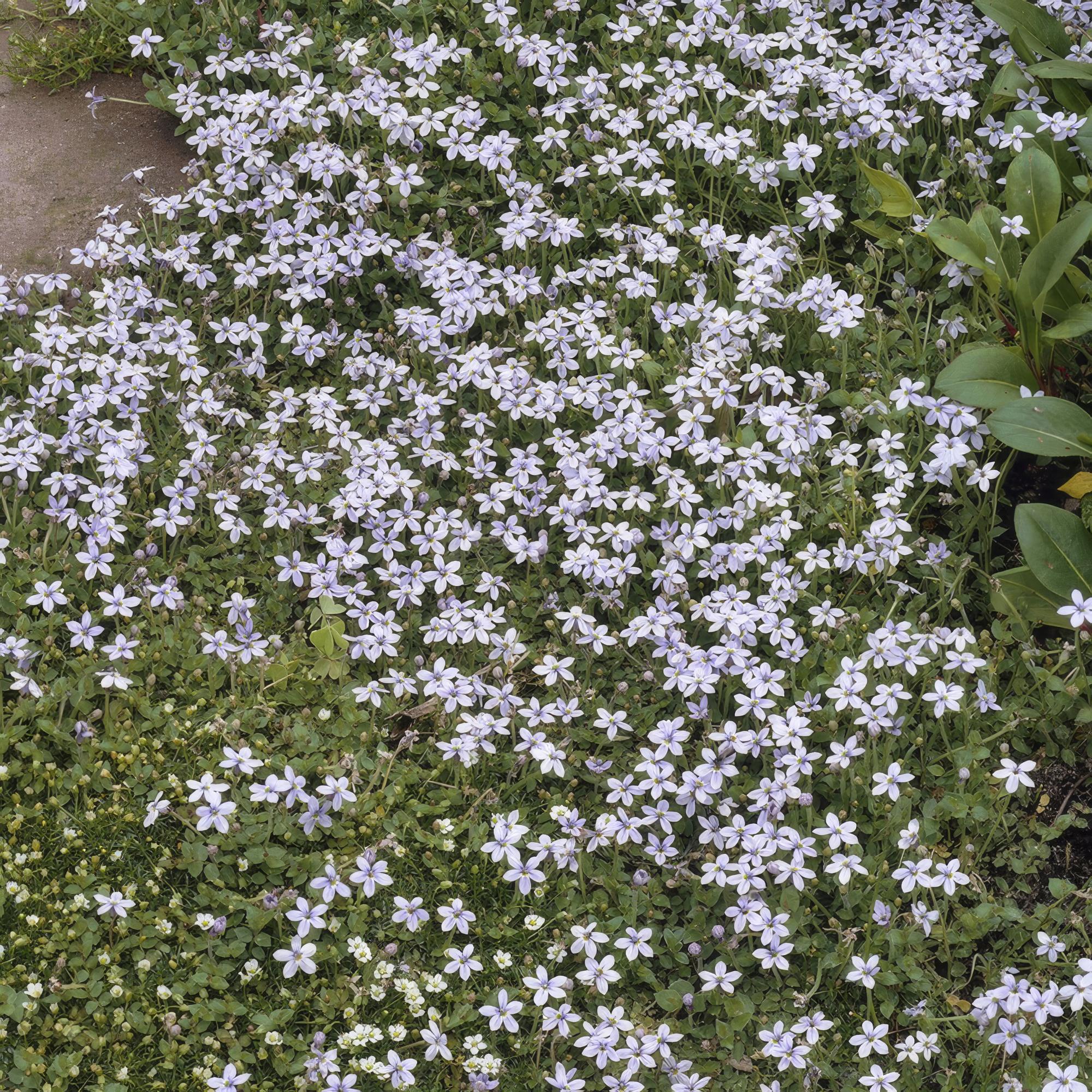 Isotoma fluviatilis