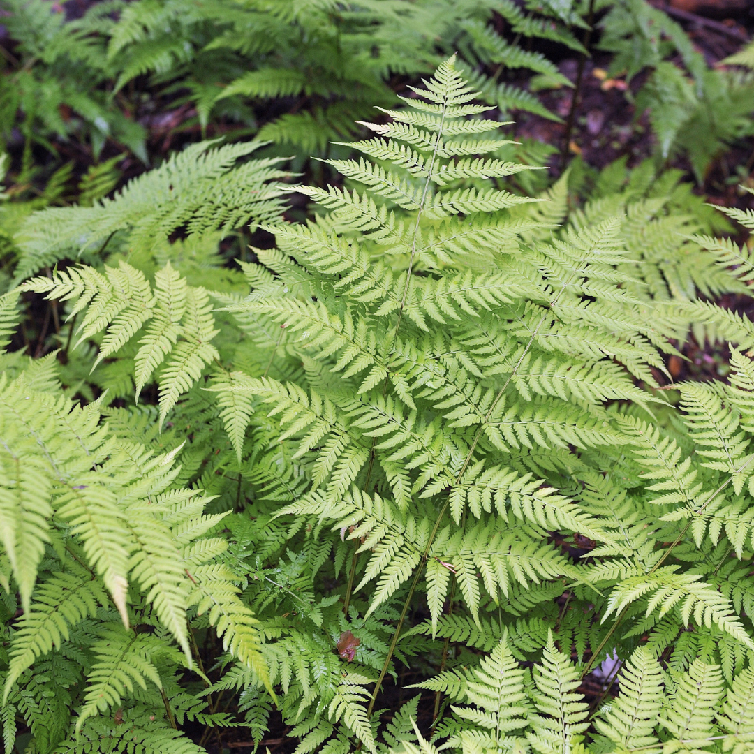 Dryopteris filix-mas (Wurmfarn)