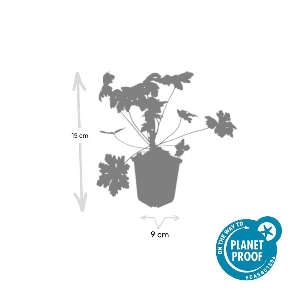 Duft-Storchschnabel ‘Ingwersen’s Varietät’ (Geranium macrorrhizum)