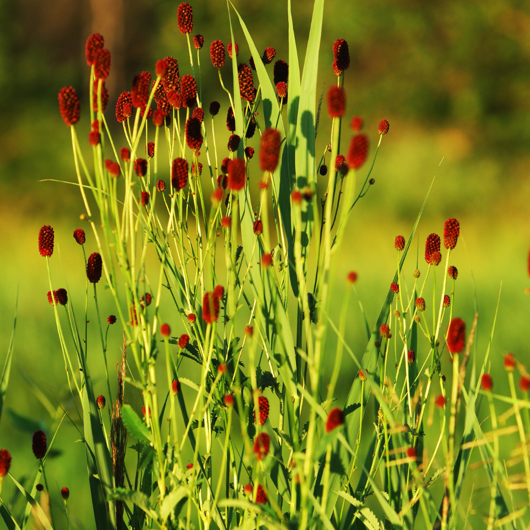 Sanguisorba officinalis ‘Tanna’ (Kleiner Wiesenknopf)