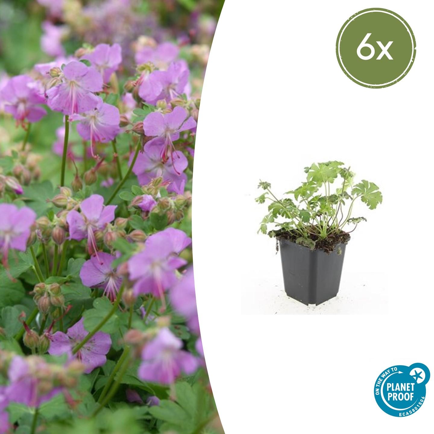 Storchschnabel ‘Cambridge’ (Geranium cantabrigiense)