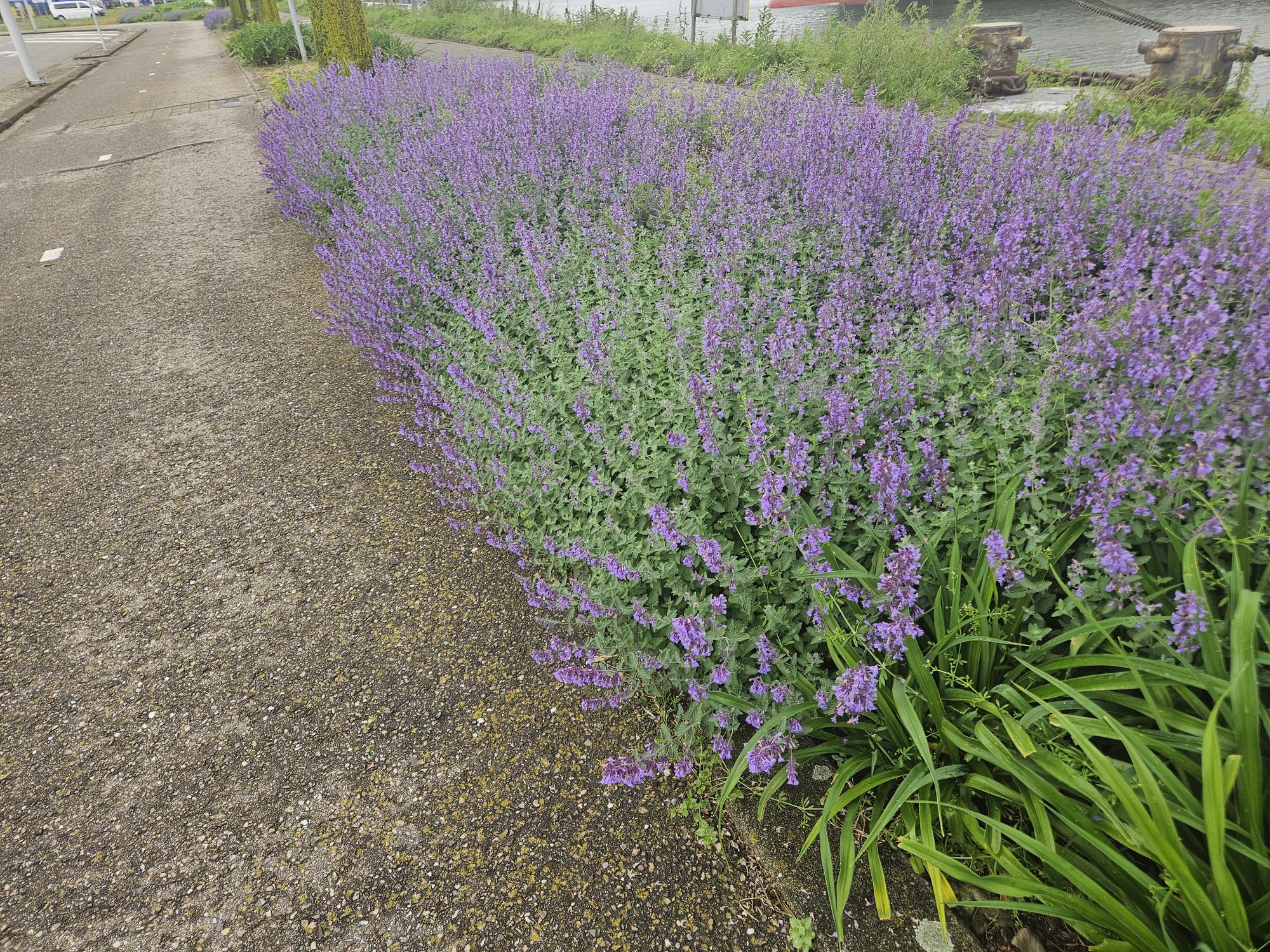 Katzenminze ‘Walker’s Low’ (Nepeta)