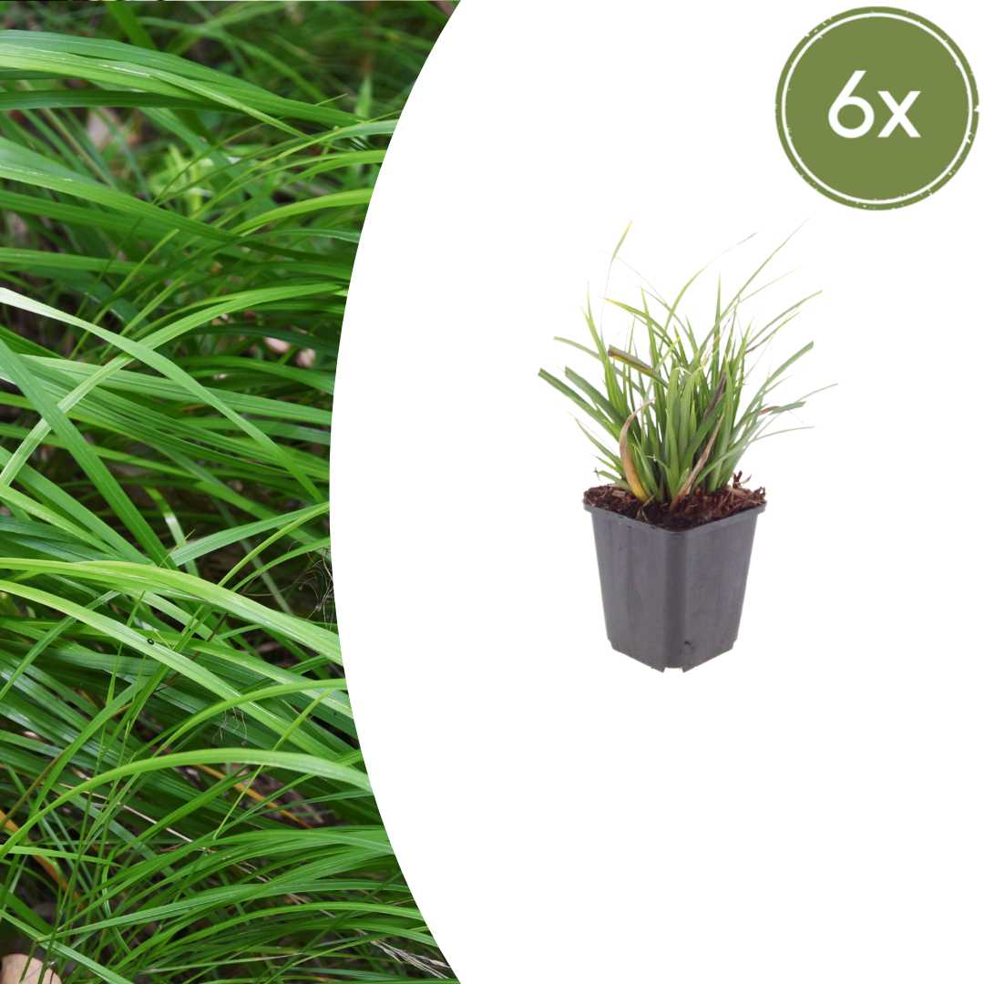 Carex morrowii (Japan-Segge)