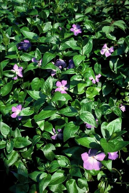 Vinca major (Großes Immergrün)