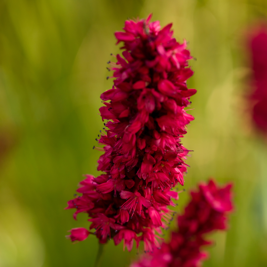 Persicaria amplexicaulis ‘Blackfield’ (Kerzen-Knöterich)