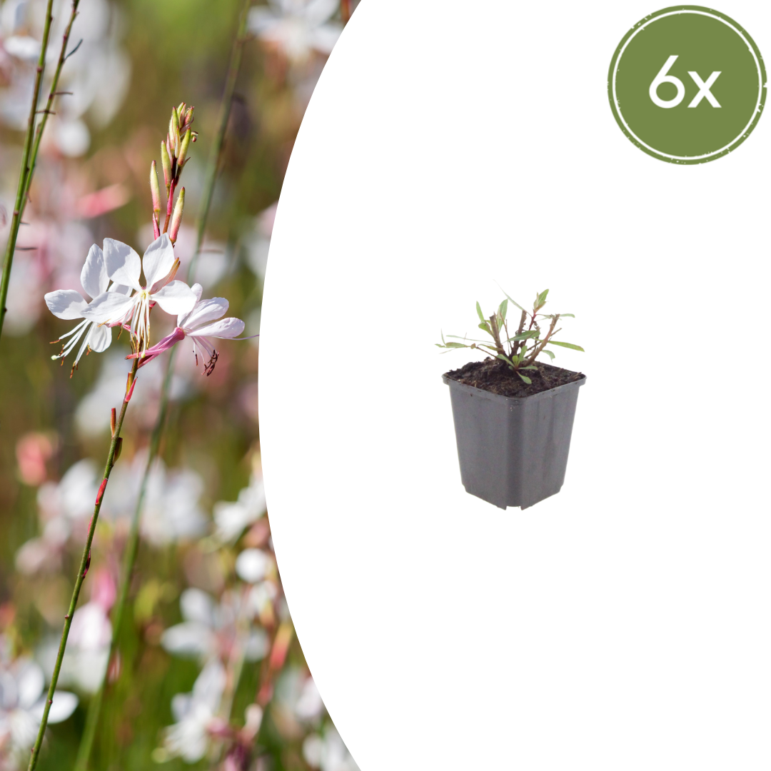 Gaura lindheimeri ‘Whirling Butterflies’ (Prachtkerze)