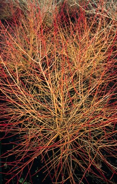 Cornus sang. 'Anny's Winter Orange'